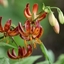 Picture of Lilium martagon Arabian Night