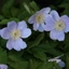 Picture of Anemone nemorosa Robinsoniana