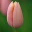 Picture of Tulipa Menton
