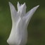 Picture of Tulipa Tres Chic