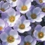 Picture of Crocus biflorus Blue Pearl