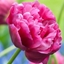 Picture of Tulipa Margarita