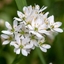 Picture of Allium neapolitanum Cowanii Group