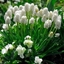 Picture of Muscari botryoides Album