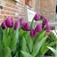 Picture of Tulipa Purple Prince