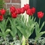 Picture of Tulipa Princesse Charmante