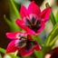 Picture of Tulipa Little Beauty