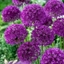 Picture of Allium hollandicum Purple Sensation