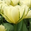 Picture of Tulipa Exotic Emperor ('White Valley')