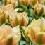 Picture of Tulipa Golden Artist