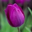 Picture of Tulipa Blue Beauty