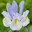 Picture of Iris Silvery Beauty