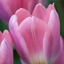 Picture of Tulipa Light and Dreamy