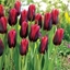 Picture of Tulipa Slawa (PBR)