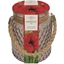 Picture of Hippeastrum (Galaxy Group) 'Red Lion' and glass gift jar