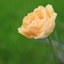 Picture of Tulipa Charming Beauty