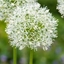 Picture of Allium Mont Blanc