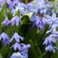 Picture of Scilla siberica - Organic bulbs