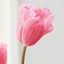 Picture of Tulipa Rosalie