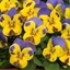 Picture of Viola Sorbet F1 Yellow Blue Jump Up (Sorbet Series)