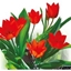 Picture of Tulipa praestans Zwanenburg Variety - Organic bulbs