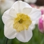 Picture of Narcissus Papillon Blanc - Organic bulbs