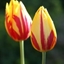 Picture of Tulipa Helmar
