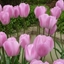 Picture of Tulipa Pink Diamond