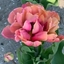 Picture of Tulipa Pink Star