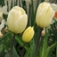 Picture of Tulipa Françoise