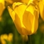 Picture of Tulipa Muscadet - Organic bulbs