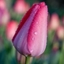 Picture of Tulipa Van Eijk - Organic bulbs