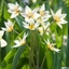Picture of Tulipa turkestanica