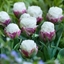 Picture of Tulipa Ice Cream