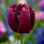 Picture of Tulipa Gorilla