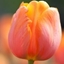 Picture of Tulipa Dordogne