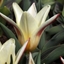Picture of Tulipa Johann Strauss