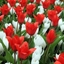 Picture of Tulipa Showwinner