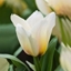 Picture of Tulipa Albion Star ('Mieke Telkamp')
