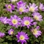 Picture of Anemone blanda Charmer