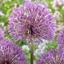 Picture of Allium Powder Puff