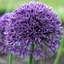 Picture of Allium Jackpot