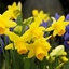 Picture of Narcissus Tête-à-tête