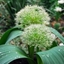 Picture of Allium karataviense Ivory Queen