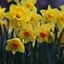 Picture of Narcissus for naturalising