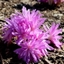 Picture of Colchicum Waterlily