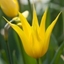 Picture of Tulipa West Point