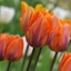 Picture of Tulipa Prinses Irene