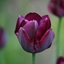 Picture of Tulipa Ronaldo