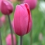 Picture of Tulipa Don Quichotte
